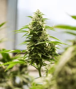 Plaatje van cannabis